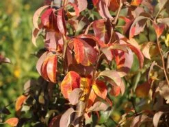 Säulen-Birne 'Condora' / 'Condo' 14 Säulen-Birne 'Condora' / 'Condo' -Günstiges Erd Seele Geschäft saeulen birne condora condo m091331 w 2