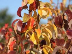 Säulen-Birne 'Condora' / 'Condo' 12 Säulen-Birne 'Condora' / 'Condo' -Günstiges Erd Seele Geschäft saeulen birne condora condo m091331 w 3