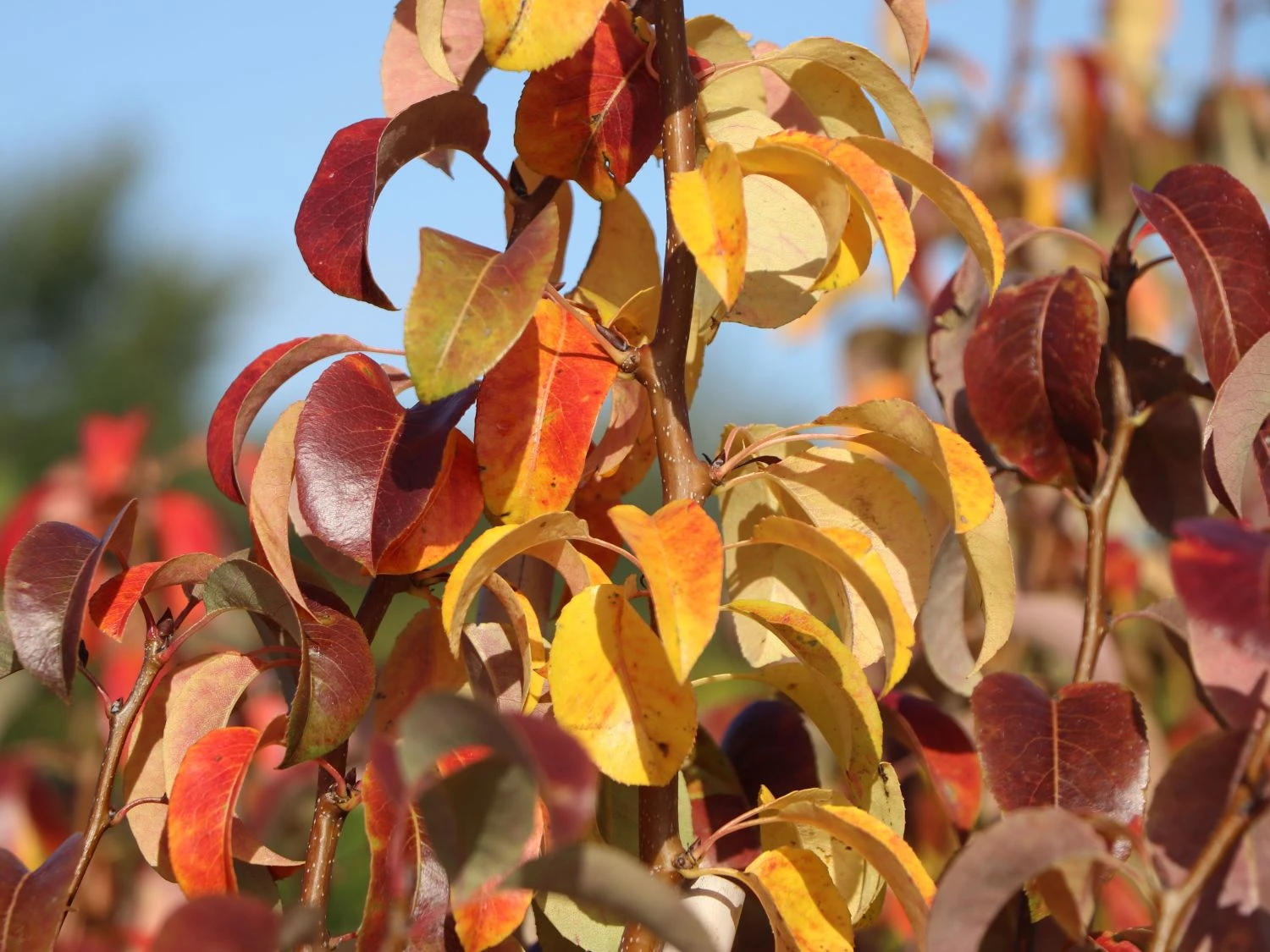 Säulen-Birne 'Condora' / 'Condo' 6 Säulen-Birne 'Condora' / 'Condo' – Bild 4
