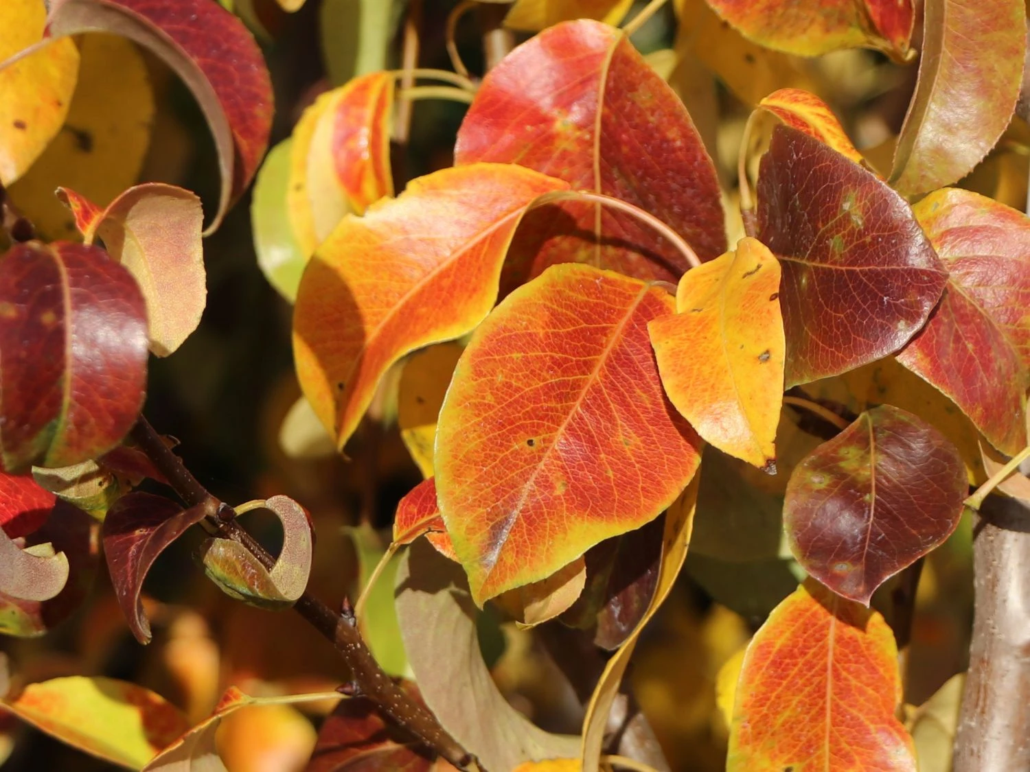 Säulen-Birne 'Condora' / 'Condo' 4 Säulen-Birne 'Condora' / 'Condo' – Bild 2