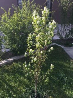 Säulen Felsenbirne 'Obelisk' 28 Säulen Felsenbirne 'Obelisk' -Günstiges Erd Seele Geschäft saeulen felsenbirne obelisk m010334 193676 0