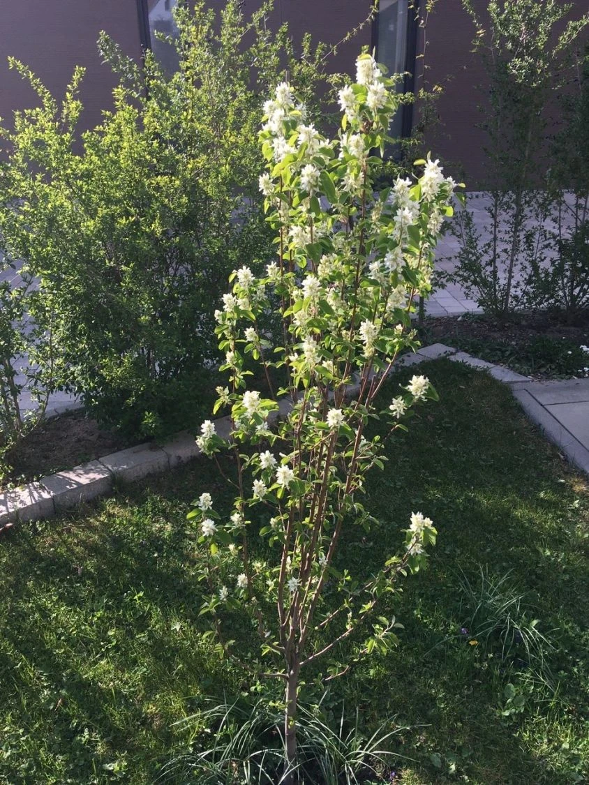 Säulen Felsenbirne 'Obelisk' 15 Säulen Felsenbirne 'Obelisk' – Bild 13