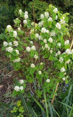 Säulen Felsenbirne 'Obelisk' 27 Säulen Felsenbirne 'Obelisk' -Günstiges Erd Seele Geschäft saeulen felsenbirne obelisk m010334 839165 0