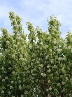 Säulen Felsenbirne 'Obelisk' 21 Säulen Felsenbirne 'Obelisk' -Günstiges Erd Seele Geschäft saeulen felsenbirne obelisk m010334 w 0