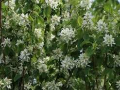 Säulen Felsenbirne 'Obelisk' 20 Säulen Felsenbirne 'Obelisk' -Günstiges Erd Seele Geschäft saeulen felsenbirne obelisk m010334 w 1