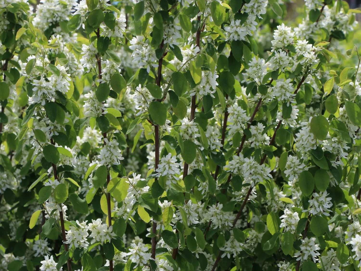 Säulen Felsenbirne 'Obelisk' 11 Säulen Felsenbirne 'Obelisk' – Bild 9