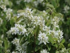 Säulen Felsenbirne 'Obelisk' 23 Säulen Felsenbirne 'Obelisk' -Günstiges Erd Seele Geschäft saeulen felsenbirne obelisk m010334 w 3