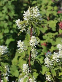 Säulen Felsenbirne 'Obelisk' 19 Säulen Felsenbirne 'Obelisk' -Günstiges Erd Seele Geschäft saeulen felsenbirne obelisk m010334 w 4