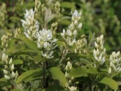 Säulen Felsenbirne 'Obelisk' 22 Säulen Felsenbirne 'Obelisk' -Günstiges Erd Seele Geschäft saeulen felsenbirne obelisk m010334 w 5