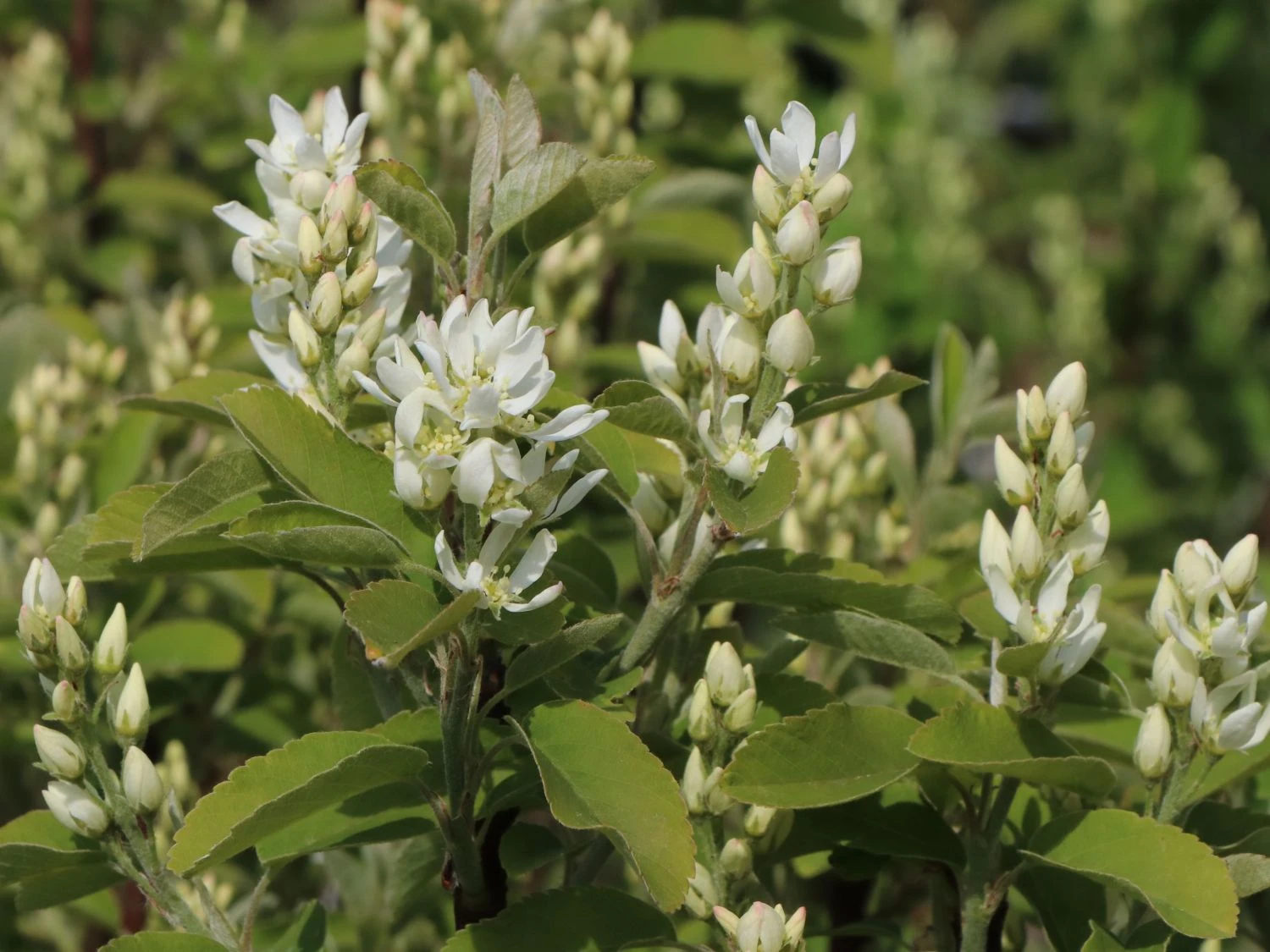 Säulen Felsenbirne 'Obelisk' 9 Säulen Felsenbirne 'Obelisk' – Bild 7