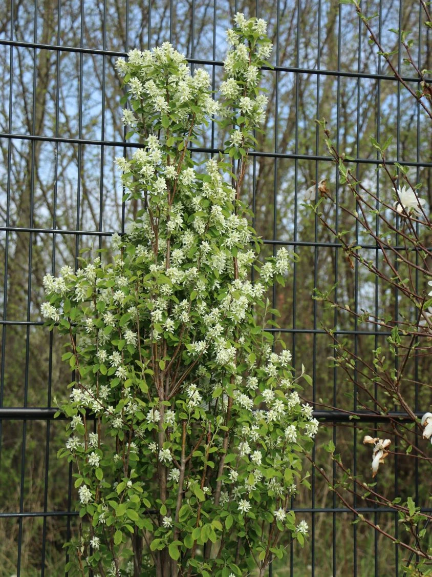 Säulen Felsenbirne 'Obelisk' 4 Säulen Felsenbirne 'Obelisk' – Bild 2