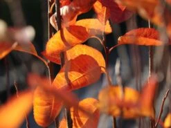 Säulen Felsenbirne 'Obelisk' 25 Säulen Felsenbirne 'Obelisk' -Günstiges Erd Seele Geschäft saeulen felsenbirne obelisk m010334 w 7