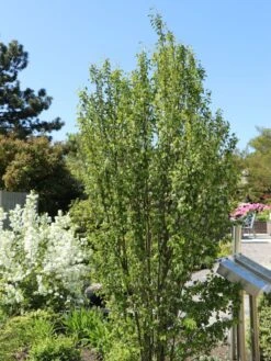 Säulen Felsenbirne 'Obelisk' 18 Säulen Felsenbirne 'Obelisk' -Günstiges Erd Seele Geschäft saeulen felsenbirne obelisk m010334 w 8