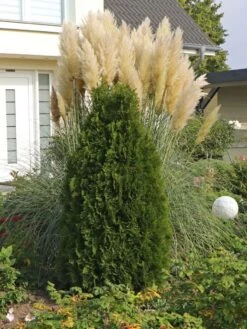 Säulen-Lebensbaum 'Columna' -Günstiges Erd Seele Geschäft saeulen lebensbaum columna m002446 w 0