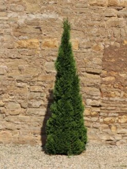 Säulen-Lebensbaum 'Columna' -Günstiges Erd Seele Geschäft saeulen lebensbaum columna m002446 w 2