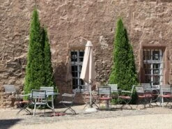 Säulen-Lebensbaum 'Columna' -Günstiges Erd Seele Geschäft saeulen lebensbaum columna m002446 w 4