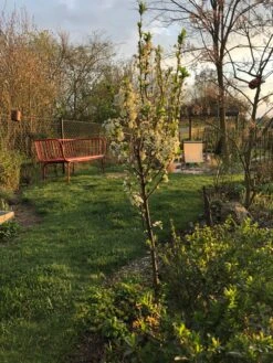 Säulen-Mirabelle 'Ruby' -Günstiges Erd Seele Geschäft saeulen mirabelle ruby m102435 193676 0