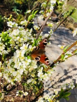 Säulen-Mirabelle 'Ruby' -Günstiges Erd Seele Geschäft saeulen mirabelle ruby m102435 983858 1