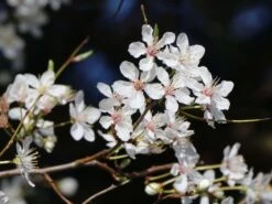 Säulen-Mirabelle 'Ruby' -Günstiges Erd Seele Geschäft saeulen mirabelle ruby m102435 w 0