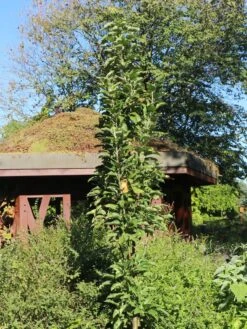 Säulenapfel 'Arbat' ® -Günstiges Erd Seele Geschäft saeulenapfel arbat m006360 w 1