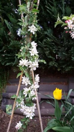 Säulenapfel Ballerina 'Bolero' ® -Günstiges Erd Seele Geschäft saeulenapfel ballerina bolero m008990 307684 0