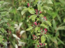 Säulenapfel Ballerina 'Bolero' ® -Günstiges Erd Seele Geschäft saeulenapfel ballerina bolero m008990 w 0