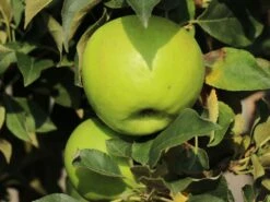 Säulenapfel Ballerina 'Bolero' ® -Günstiges Erd Seele Geschäft saeulenapfel ballerina bolero m008990 w 1