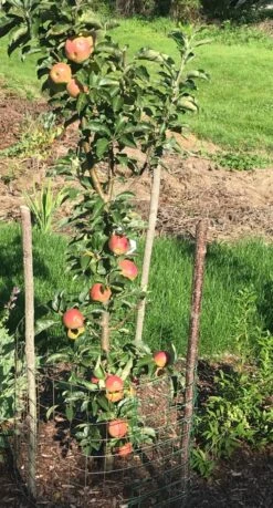 Säulenapfel Ballerina 'Flamenco' ® 17 Säulenapfel Ballerina 'Flamenco' ® -Günstiges Erd Seele Geschäft saeulenapfel ballerina flamenco m008991 1030119 0