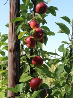 Säulenapfel Ballerina 'Flamenco' ® 13 Säulenapfel Ballerina 'Flamenco' ® -Günstiges Erd Seele Geschäft saeulenapfel ballerina flamenco m008991 w 0