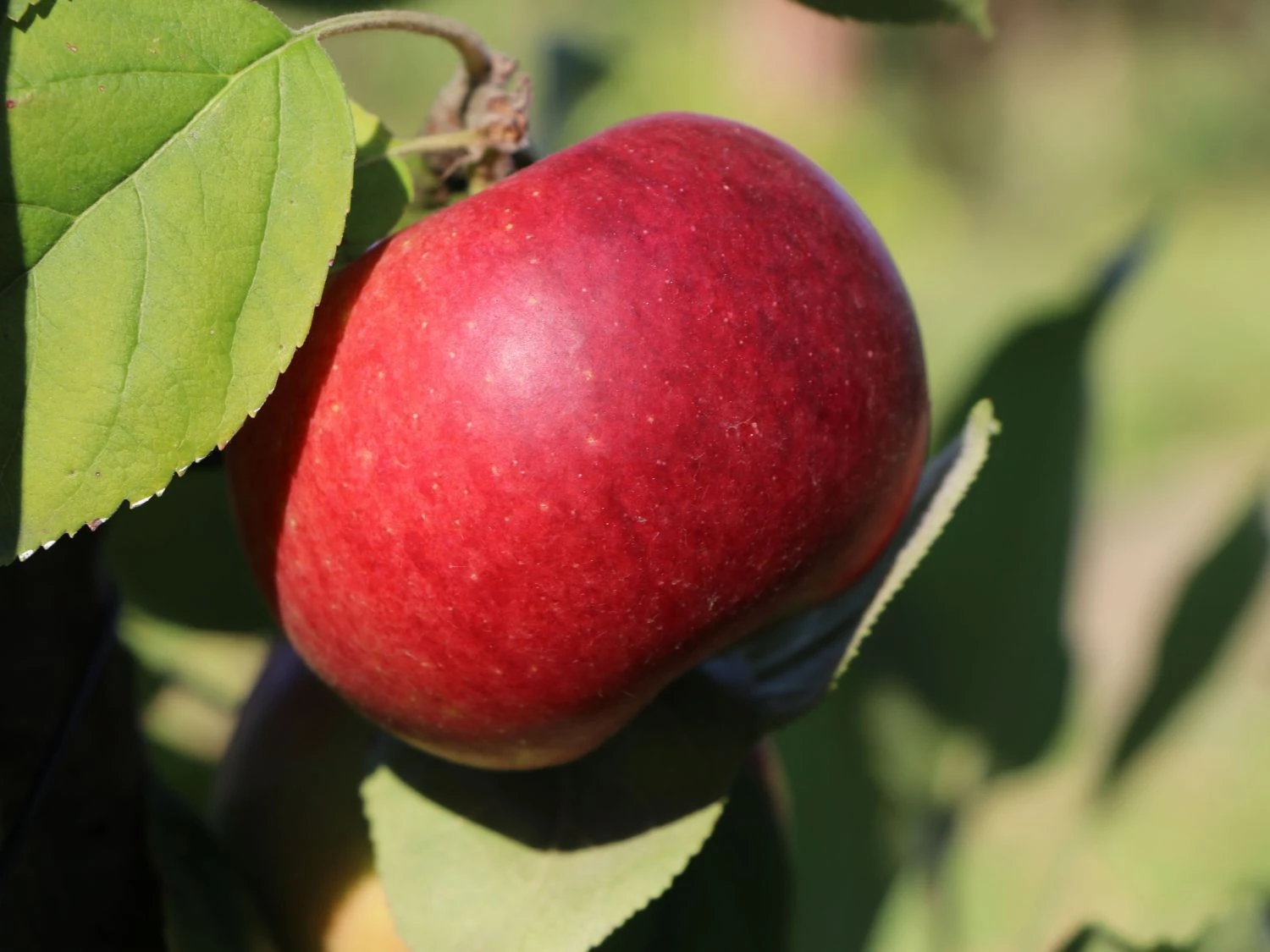 Säulenapfel Ballerina 'Flamenco' ® 9 Säulenapfel Ballerina 'Flamenco' ® – Bild 7