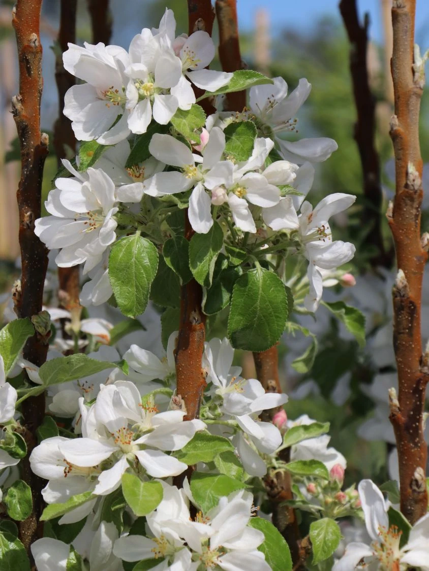 Säulenapfel Ballerina 'Flamenco' ® 8 Säulenapfel Ballerina 'Flamenco' ® – Bild 6