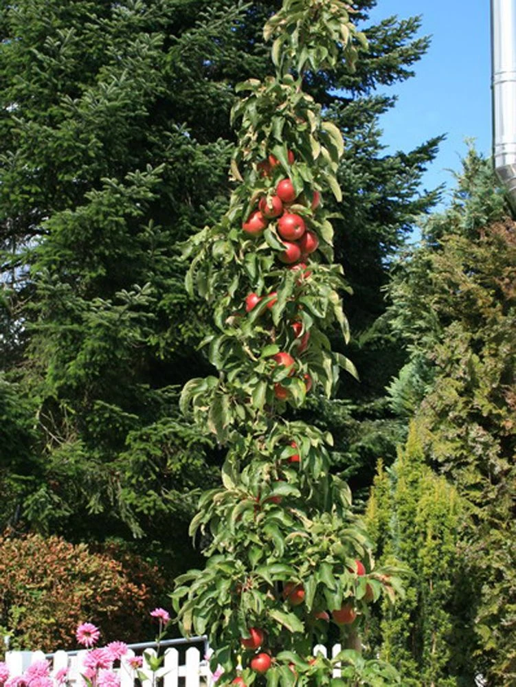 Säulenapfel Ballerina 'Flamenco' ® 7 Säulenapfel Ballerina 'Flamenco' ® – Bild 5