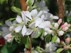 Säulenapfel Ballerina 'Flamenco' ® 12 Säulenapfel Ballerina 'Flamenco' ® -Günstiges Erd Seele Geschäft saeulenapfel ballerina flamenco m008991 w 5