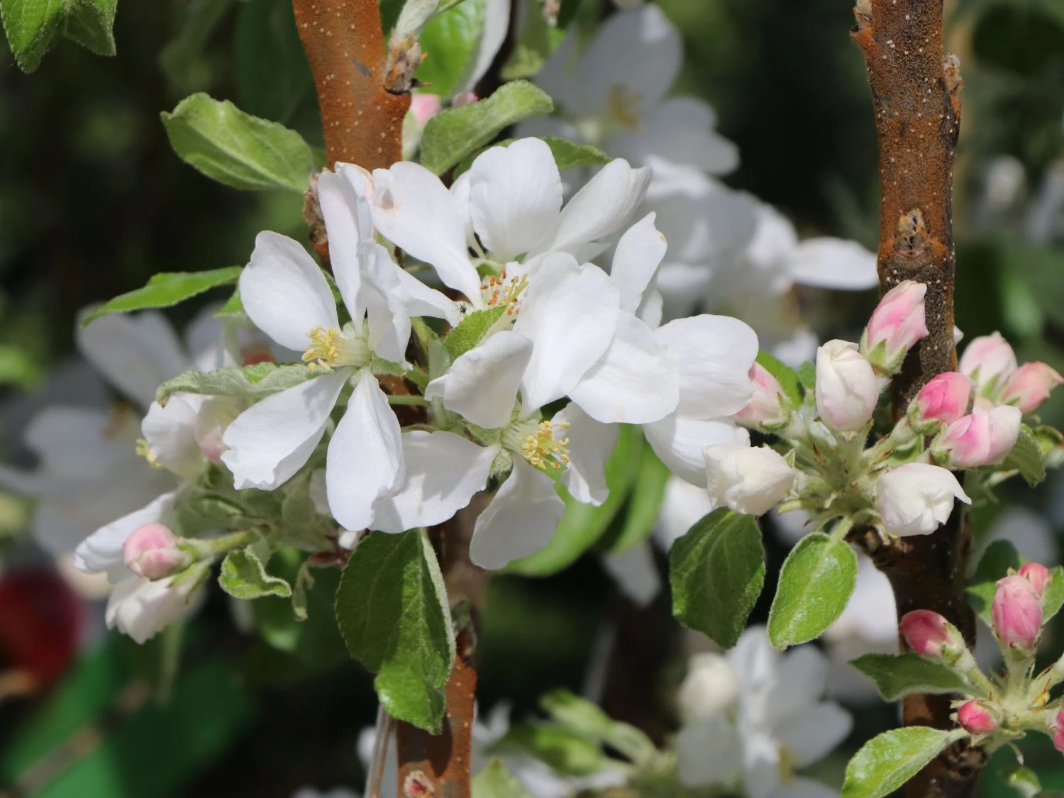 Säulenapfel Ballerina 'Flamenco' ® 5 Säulenapfel Ballerina 'Flamenco' ® – Bild 3