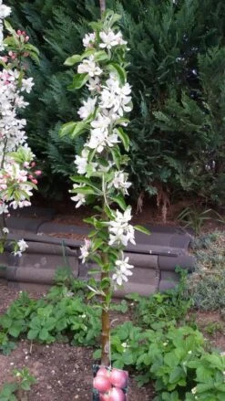 Säulenapfel Ballerina 'Polka' ® -Günstiges Erd Seele Geschäft saeulenapfel ballerina polka m008992 307684 0