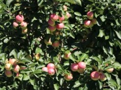 Säulenapfel Ballerina 'Polka' ® -Günstiges Erd Seele Geschäft saeulenapfel ballerina polka m008992 w 1