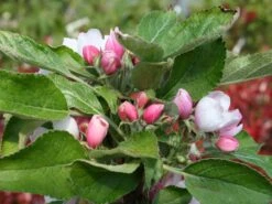 Säulenapfel Ballerina 'Waltz' ® 13 Säulenapfel Ballerina 'Waltz' ® -Günstiges Erd Seele Geschäft saeulenapfel ballerina waltz m008993 w 0