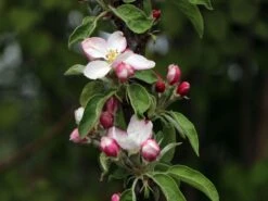 Säulenapfel Ballerina 'Waltz' ® 11 Säulenapfel Ballerina 'Waltz' ® -Günstiges Erd Seele Geschäft saeulenapfel ballerina waltz m008993 w 2