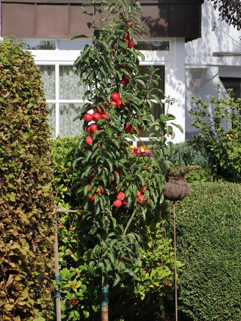 Säulenapfel Ballerina 'Waltz' ® 4 Säulenapfel Ballerina 'Waltz' ® – Bild 2