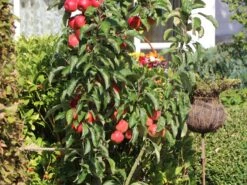 Säulenapfel Ballerina 'Waltz' ® 12 Säulenapfel Ballerina 'Waltz' ® -Günstiges Erd Seele Geschäft saeulenapfel ballerina waltz m008993 w 5