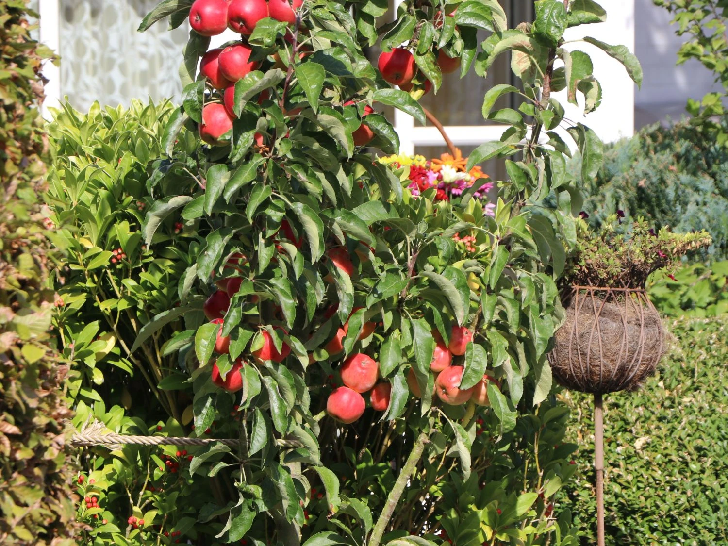 Säulenapfel Ballerina 'Waltz' ® 7 Säulenapfel Ballerina 'Waltz' ® – Bild 5