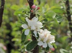Säulenapfel 'Berbat' -Günstiges Erd Seele Geschäft saeulenapfel berbat m091318 w 1