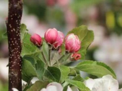 Säulenapfel 'Blue Moon' ® (S) -Günstiges Erd Seele Geschäft saeulenapfel blue moon s m106396 w 1