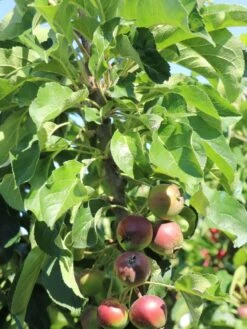 Säulenapfel 'Blue Moon' ® (S) -Günstiges Erd Seele Geschäft saeulenapfel blue moon s m106396 w 4