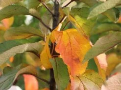 Säulenapfel 'Finn' ® -Günstiges Erd Seele Geschäft saeulenapfel finn m090123 w 1