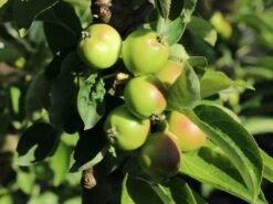 Säulenapfel 'Fire Dance' ® -Günstiges Erd Seele Geschäft saeulenapfel fire dance m091320 w 0