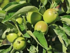 Säulenapfel 'Fire Dance' ® -Günstiges Erd Seele Geschäft saeulenapfel fire dance m091320 w 2