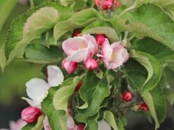 Säulenapfel 'Goldcats' -Günstiges Erd Seele Geschäft saeulenapfel goldcats m046462 w 1