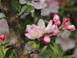 Säulenapfel 'Goldcats' -Günstiges Erd Seele Geschäft saeulenapfel goldcats m046462 w 3