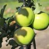 Säulenapfel 'Greencats' ® -Günstiges Erd Seele Geschäft saeulenapfel greencats m046446 h 0